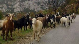 Д-р Първан Дангов: Ако има чума, защо козите на баба Дора са още живи?