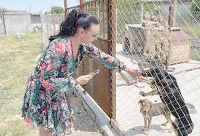 Приютът за безстопанствени кучета на Ямбол, с капацитет 150 животни