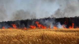 Пожар унищожи 380 декара с пшеница и 40 с рапица