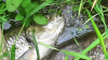 Мъртва риба е изплувала в река Мочурица, в близост до ямболските села