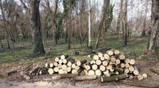 76.44 кубически метра дърва са изсечени по уличната мрежа на община Ямбол за две години.