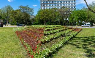 Още 43 000 цветя разкрасяват Ямбол