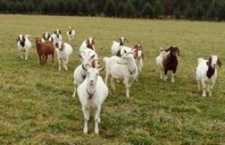 16 октомври -? ЗАЛИЧАВАТ СТОПАНСТВОТО НА АНА ПЕТРОВА В БОЛЯРОВО! НАРЕЖДАТ ЖИВОТНИТЕ ДА БЪДАТ ИЗБИТИ!Радио 999