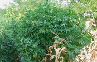 Служители от РУ-Тунджа откриха канабисови растения, отглеждани в частен имот село Чарган