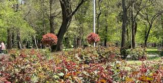 В Градския парк на Ямбол