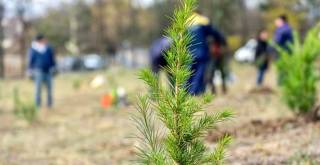 На 23 януари /събота/ в 10:00 часа започва втората залесителна акция на Лесопарк „Боровец“