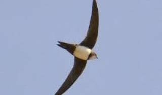 Приказка за майките, защото трябва - &quot;Най-хубавото птиче&quot;