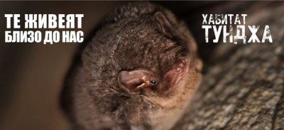 Фестивал „Нощ на прилепите“ ще се проведе в парка на с. Генерал Инзово