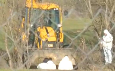 Избиха и загробиха стадо овце в Ямболско. Какво са виновни животните?