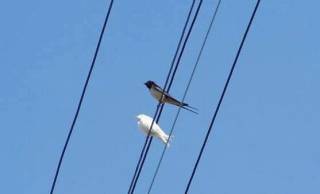 Стихотворение: Пожелавам ти! Пожелай!