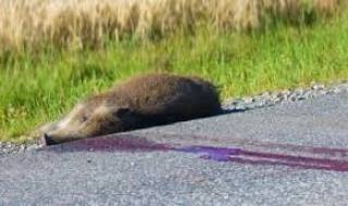 Диви прасета предизвикаха катастрофи на &quot;Тракия&quot;., съобщават от МВР Ямбол