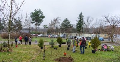 За поредна година в Ямбол ще се осъществи кампания по засаждане на живи коледни дръвчета