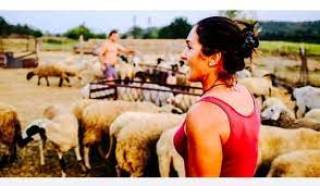 Няма доказателства да е имало болест - чума по животните в Странджа.