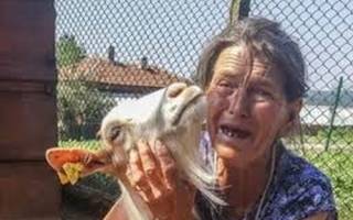 Борисов, защо правителството ви изби животните в Странджа? Или защо спря да избива, след като така се правело?