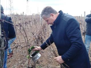 И тази година, както традицията повелява, празникът Трифон Зарезан бе
