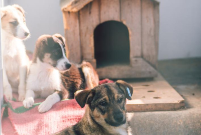 Все повече хора избират да осиновят куче от Общинския приют в Ямбол