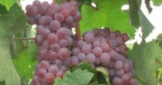 Гроздоберът започна - СТРАЛДЖАНЦИ ПОДГОТВЯТ БЪЧВИТЕ