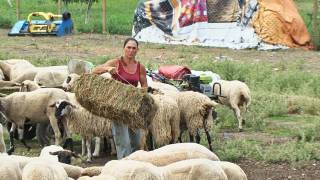 Организирана престъпна група ли са Ани и Тодор в Болярово,/ на които не успяха да избият животните/, пита БАБХ