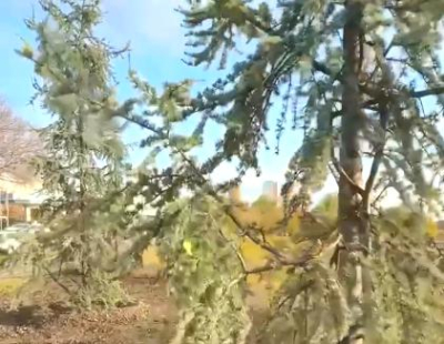 В Ямбол и вчера засаждаха дръвчета