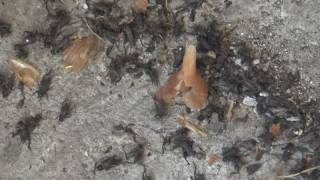 Щурци нападнаха тунджански села