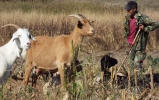 20.07.2018 От БАБХ съобщават, Експертна комисия на ЕК: Няма съмнения за това, че в България има чума