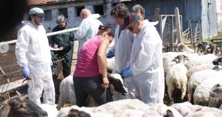 Повторни проби от животните в