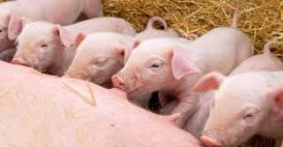 Срокът изтече. Вече само от действията / или бездействията /на властниците зависи да спрат чумата!