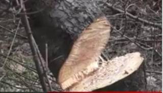 Текат дейности по поддръжка и оформяне на зелените територии в Ямбол