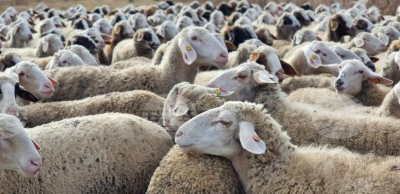 Ветеринарните власти извършили клинични прегледи за чума и шарка на