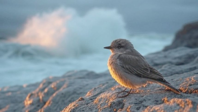 Към Прозорчето на Алис
