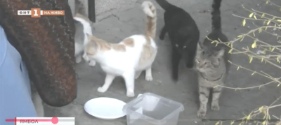 Невидимите спасители: Един избор, който дарява живот на улицата