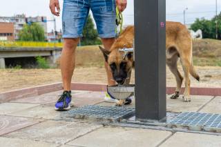 В Световния ден на кучето Община Ямбол