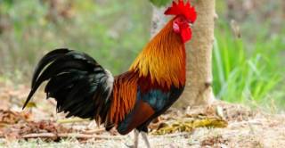 2 февруари - Петльовден