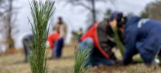 Залесяват Лесопарк „Боровец“ с черен бор и хималайски кедър